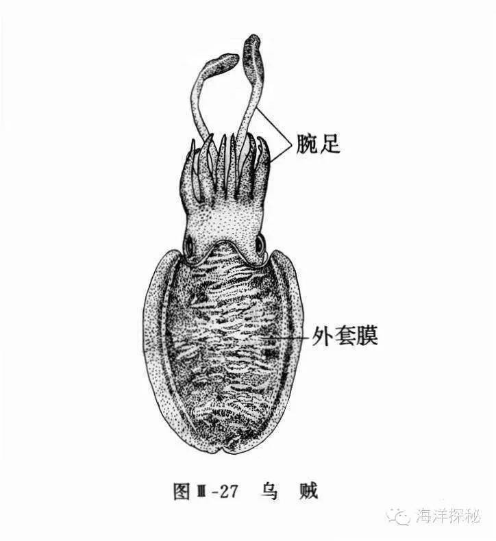 海米们，你们知道吗？乌贼游泳速度与身体构